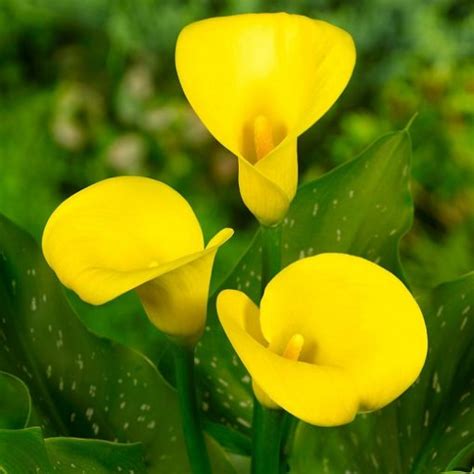 Calla Lily Bulbs Gold Medal Size 14 16 1 Bulb