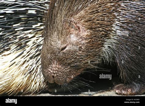 Indian Crested Porcupine Hystrix Leucura Stock Photo Alamy