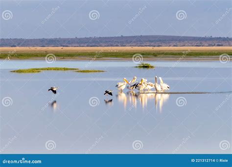 Rebaño De Grandes Pelícanos Blancos Con Dos Gansos Egipcios En El Lago