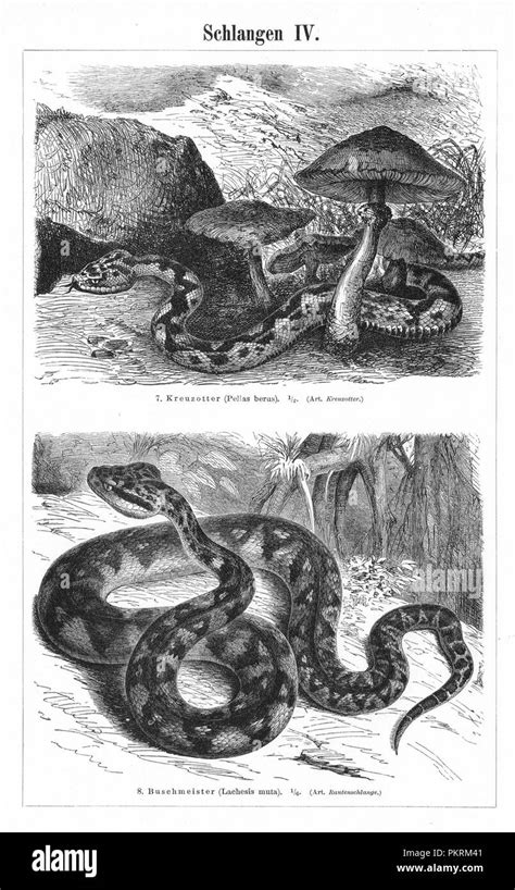 Snakes, Reptiles, Antique book illustrations, scanned Stock Photo - Alamy