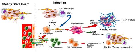 Cells Free Full Text Role Of Cardiac Macrophages On Cardiac