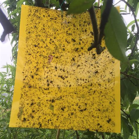 Trampas De Colores Para Control De Plagas En Los Cultivos Paso A Paso