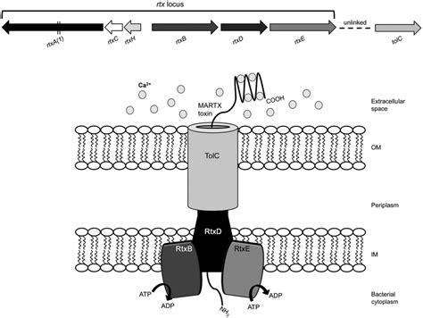 Expression At The Rtx Gene Locus Leads To Martx Toxin Secretion