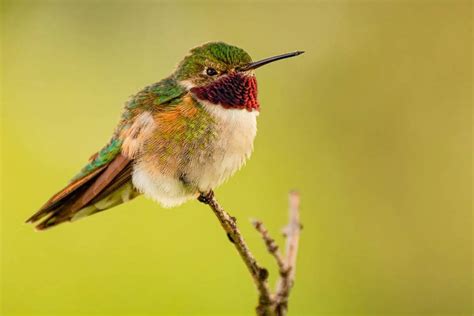 broad tailed hummingbird facts bird feeder hub