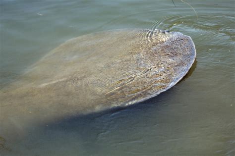 Big Wide Tail of a Manatee at Merritt Island, Florida. Stock Photo - Image of single, consumer ...