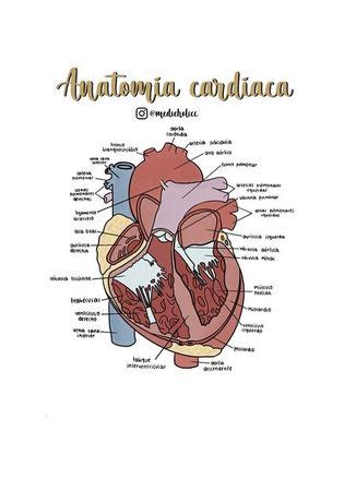 Compasión opción Vaca dibujo de las partes del corazon prueba