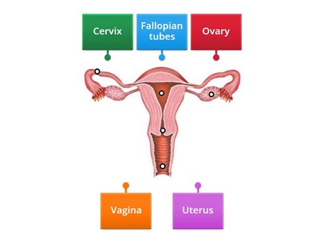 Reproductive system - Labelled diagram