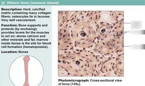 Osseous Tissue Diagram | Quizlet