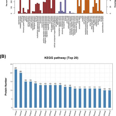 Go Annotations And Kegg Pathway Enrichment Analysis A Deps Were