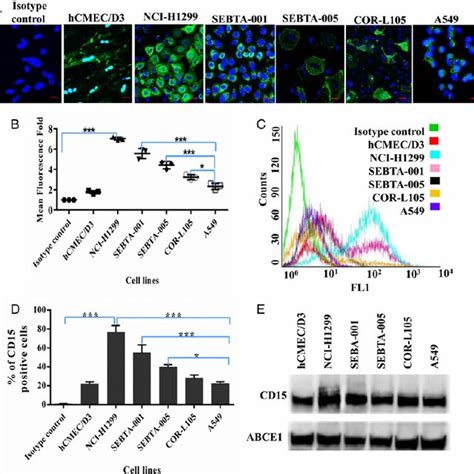 Cd E Expression In Tnf A Treated Endothelial Cells A Hcmec D