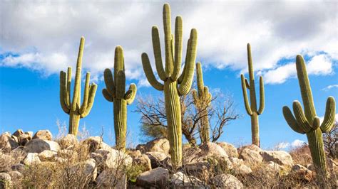 50 Desert Plants - 10 Most Common + 40 Others with Pics & Facts