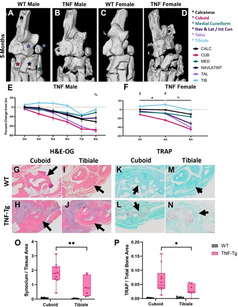 High Throughput Semi Automated Micro Ct Analysis Identifies The Cuboid