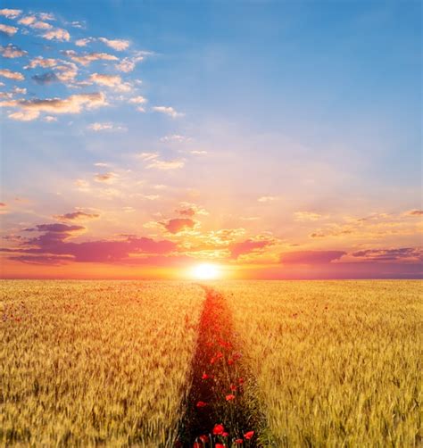 Premium Photo | Beautiful sunset scene, red poppy field on a sunset ...