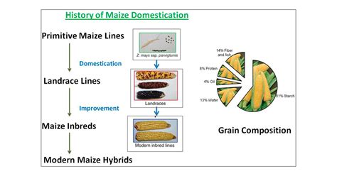 Compositional Assessments Of Key Maize Populations B Hybrids Of The