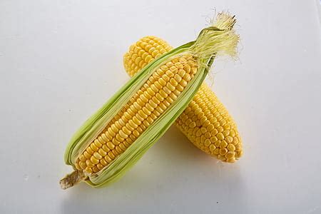 photo agriculture grain corn brown dry food agricultural