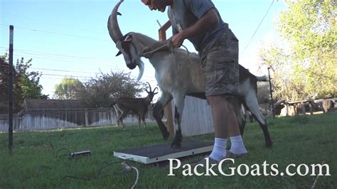 How And Why To Weigh Pack Goats And Some Training Tips Youtube