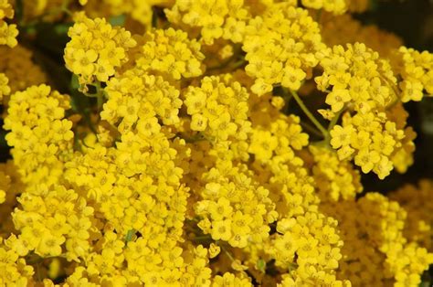 Alisso Alisso Perenne Alisso Giallo Alyssum Saxatile Alyssum