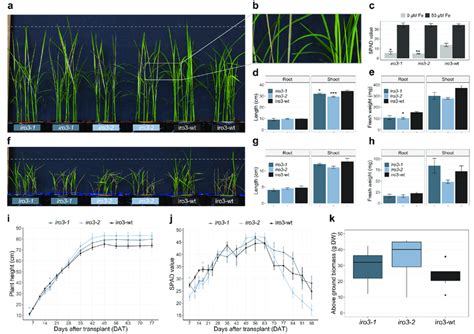 Phenotypic Assessment Of Iro Iro And Iro Wt Plants A