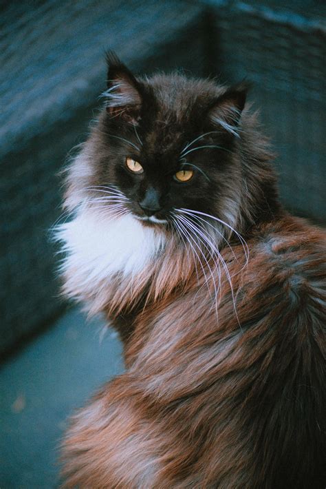 536 best Main Coon images on Pholder | Maine Coon, Aww and Supermodel Cats