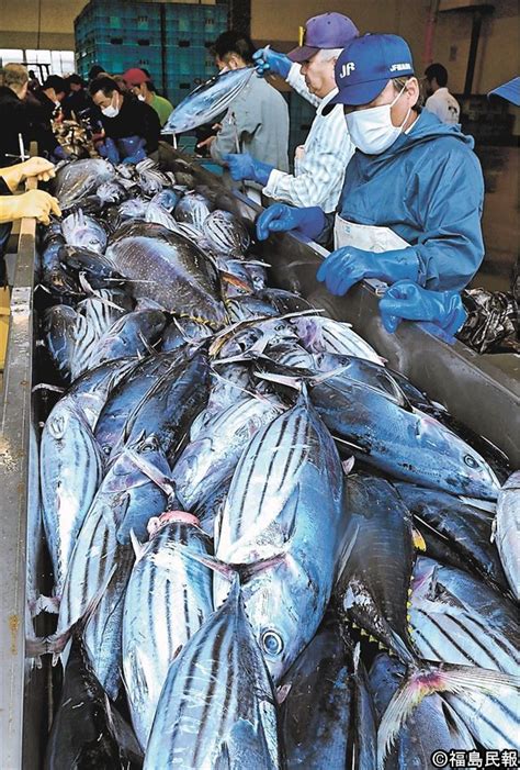 初夏の味覚、輝く青 福島県いわき市の小名浜港 カツオ今季初水揚げ 浜さ恋