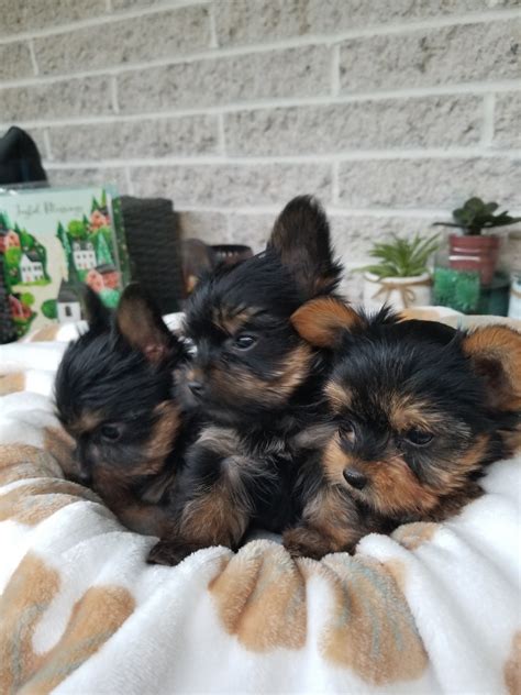 Yorkshire Terrier Puppies For Sale Quakertown Pa 443587