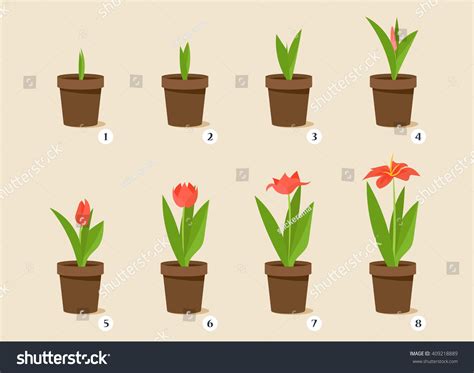 Flower Growth Stages Vector Set Stock Vector (Royalty Free) 409218889 ...