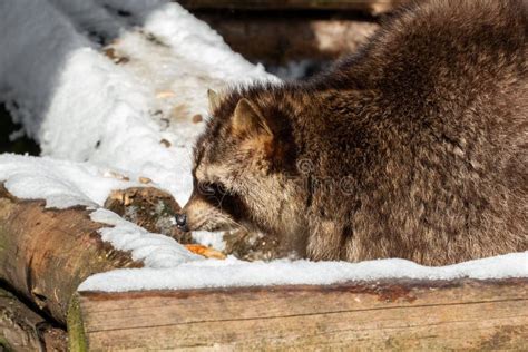 Raccoon in Snow stock photo. Image of bandit, carnivore - 10196880