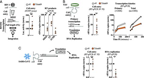 Trim69 Inhibits The Initial Steps Of Infection Of Different Viruses Download Scientific