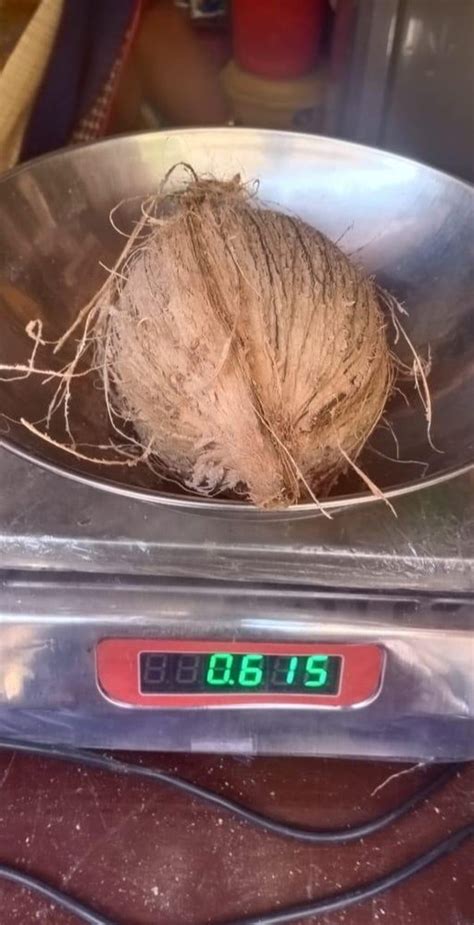 A Grade Solid Semi Husked Coconut Packaging Size 20 Kg Coconut Size