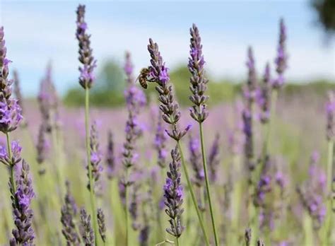 Lavanda conheça as propriedades da planta aromática e como cultivá la