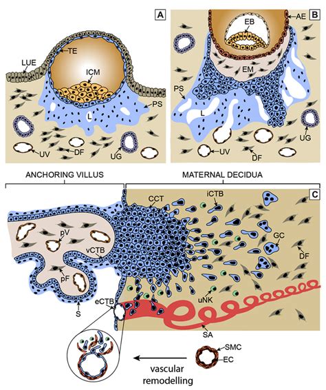 Critical Steps Of Human Placental Development A After Implantation Download Scientific