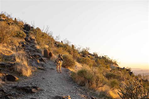 Hiking Black Mountain Trail in Cave Creek- What to expect - Karabou ...