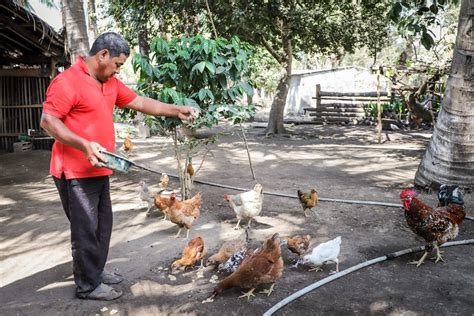 Mag Realiza Muestreo De Aves En Ahuachap N Para Prevenir Influenza