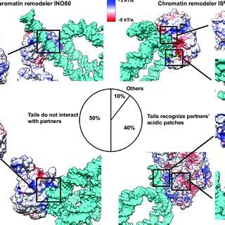 Recognition of nucleosomal DNA and histone tails by binding partners ...