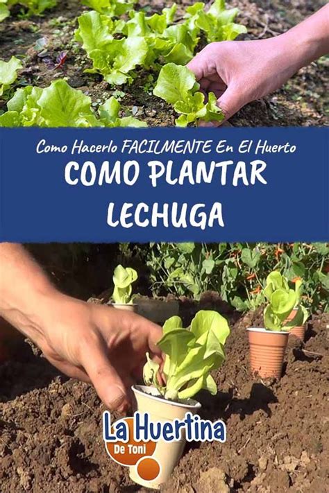 Como Plantar Lechugas En El Huerto La Huertina De Toni Como Plantar