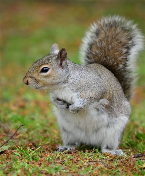 Portrait of a Grey Squirrel Standing Up Stock Image - Image of legs ...