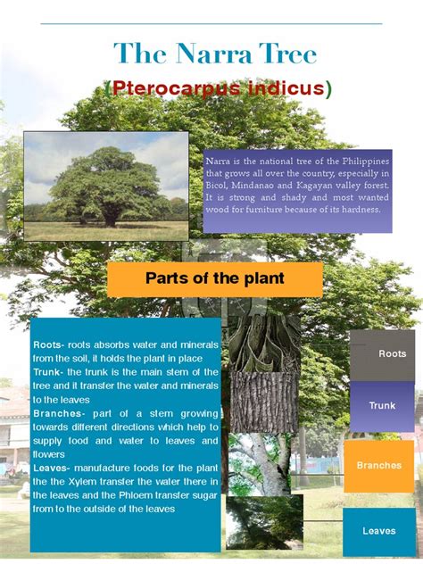 The Narra Tree | PDF