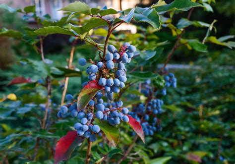 Juniper Berry Essential Oil (Organic) - Get Natural Essential Oils