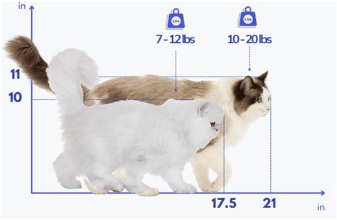 Ragdoll vs Persian Cat: The Key Differences