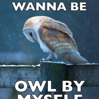 Sad Owl Meme Feels The Loneliness Of A Cold Night