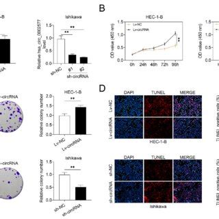 Effect Of Hsa Circ 0002577 On EC Cell Proliferation HEC 1 B Cells Were