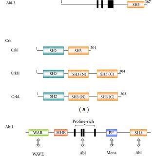 Pdf Functional Mechanisms And Roles Of Adaptor Proteins In Abl