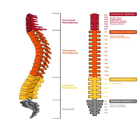 Spinal Cord Injury Cause Classification Treatment