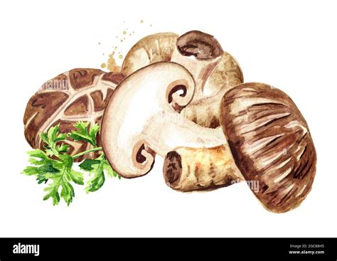 Fresh Japanese Shiitake Mushrooms With Herbs Watercolor Hand Drawn