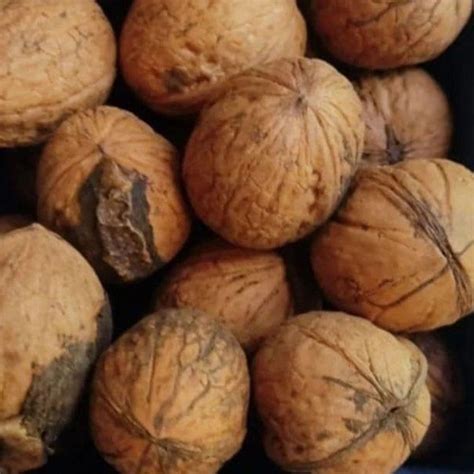 Brown Kashmiri Kagzi Walnut At Rs 350 Kg In Agra ID 2850441966148