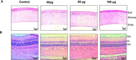 Pnpp 19 Does Not Alter Cornea And Retina Morphology Sequence Of