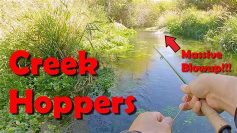 Hopper Fly Fishing For Big Brown Trout Youtube