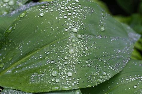 Grandes Pingos De Chuva Em Uma Folha Verde Larga Da Planta Imagem De