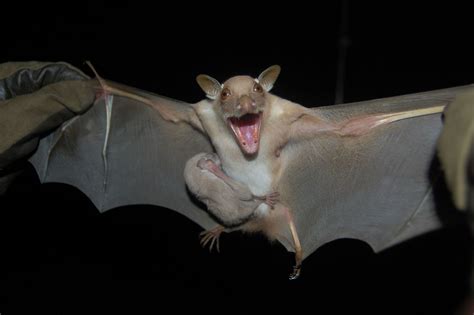 Bats Carry Coronaviruses But Don T Get Sick Bucknell Scientists Are