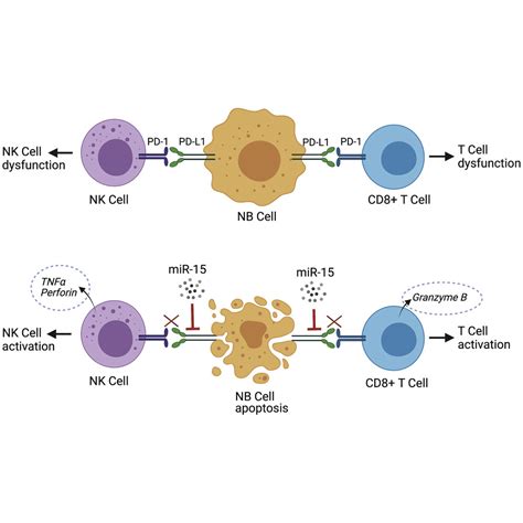 Mir 15a And Mir 15b Modulate Natural Killer And Cd8t Cell Activation